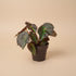 Rex Begonia Boyfriend, a stunning collector plant with silver, burgundy, and charcoal foliage that brings artistic texture to any indoor jungle.