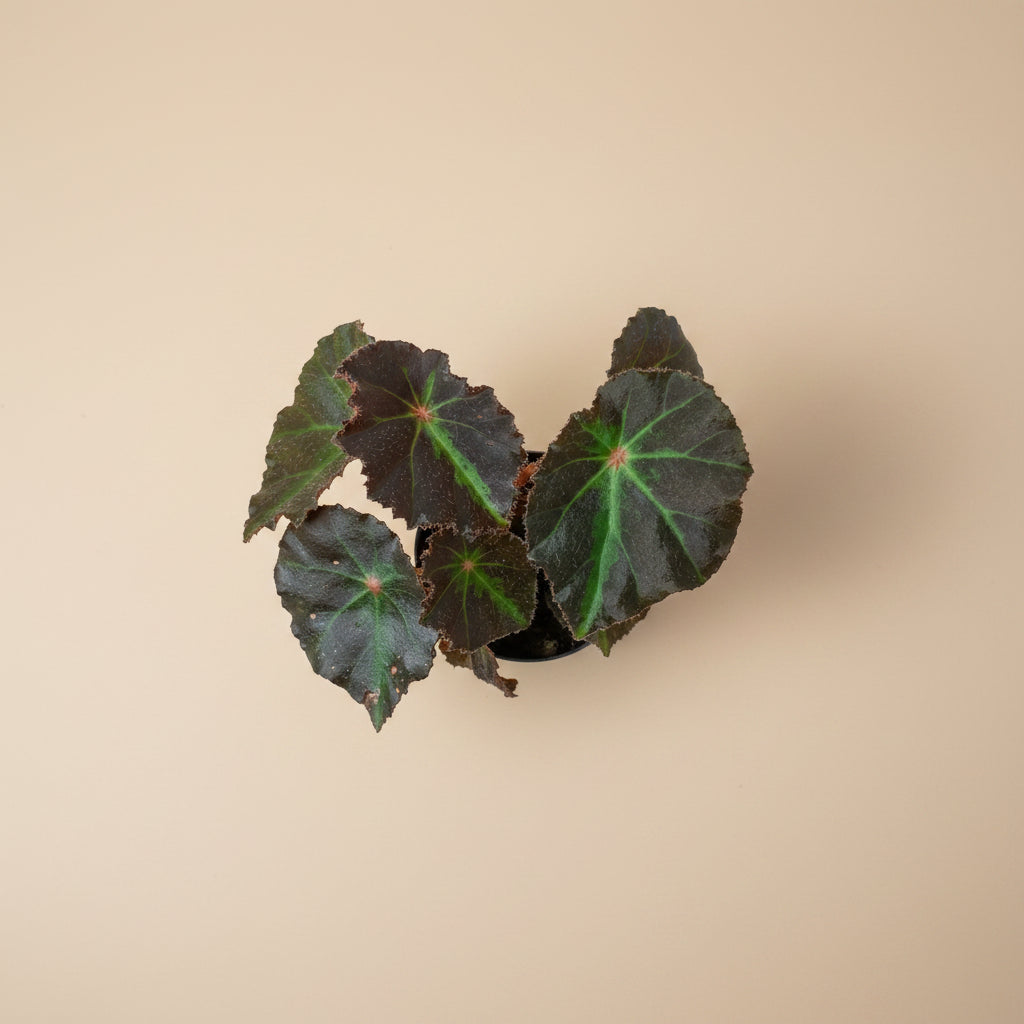 Rex Begonia Boyfriend, a stunning collector plant with silver, burgundy, and charcoal foliage that brings artistic texture to any indoor jungle.