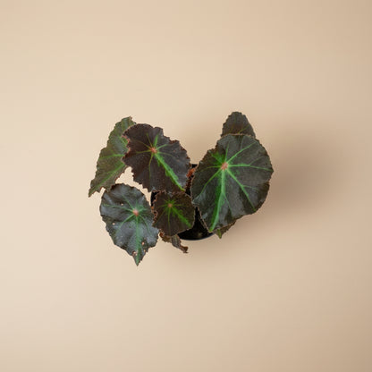Rex Begonia Boyfriend, a stunning collector plant with silver, burgundy, and charcoal foliage that brings artistic texture to any indoor jungle.
