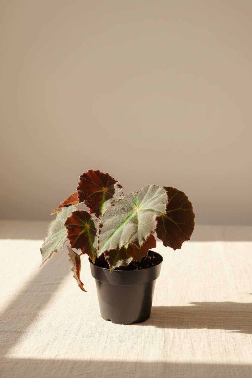 Rex Begonia Boyfriend, a stunning collector plant with silver, burgundy, and charcoal foliage that brings artistic texture to any indoor jungle.