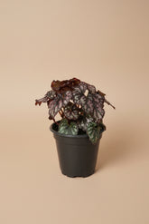 Rex Begonia Cumbia, a stunning collector houseplant with swirling silver, burgundy, and green foliage that adds artistic texture indoors.