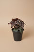 Rex Begonia Cumbia, a stunning collector houseplant with swirling silver, burgundy, and green foliage that adds artistic texture indoors.