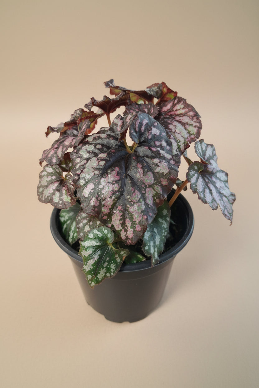 Rex Begonia Cumbia, a stunning collector houseplant with swirling silver, burgundy, and green foliage that adds artistic texture indoors.