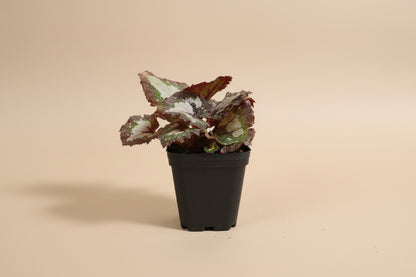 Rex Begonia Collection featuring bold, colorful foliage with metallic patterns. A curated mix of artistic, compact begonias perfect for indoor plant lovers.