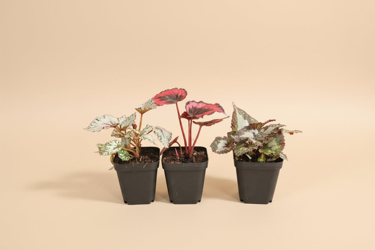 Rex Begonia Collection featuring bold, colorful foliage with metallic patterns. A curated mix of artistic, compact begonias perfect for indoor plant lovers.