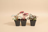 Rex Begonia Collection featuring bold, colorful foliage with metallic patterns. A curated mix of artistic, compact begonias perfect for indoor plant lovers.