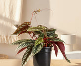 Rare Rex Begonia Vine (Cissus discolor) thrives in humidity and bright, indirect light. Stunning silver-marked leaves with deep burgundy undersides.