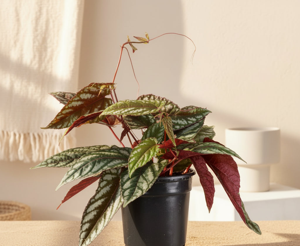 Rare Rex Begonia Vine (Cissus discolor) thrives in humidity and bright, indirect light. Stunning silver-marked leaves with deep burgundy undersides.