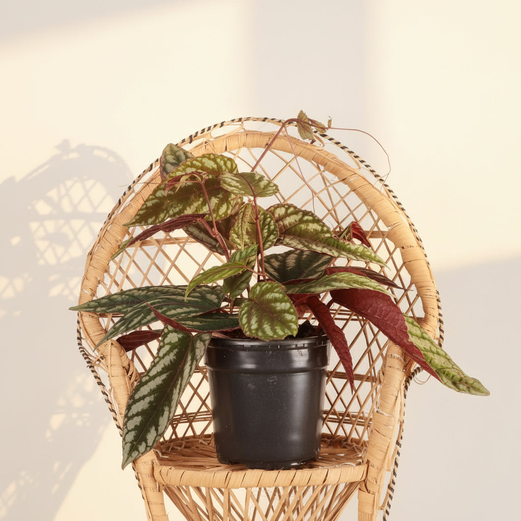 Rare Rex Begonia Vine (Cissus discolor) thrives in humidity and bright, indirect light. Stunning silver-marked leaves with deep burgundy undersides.