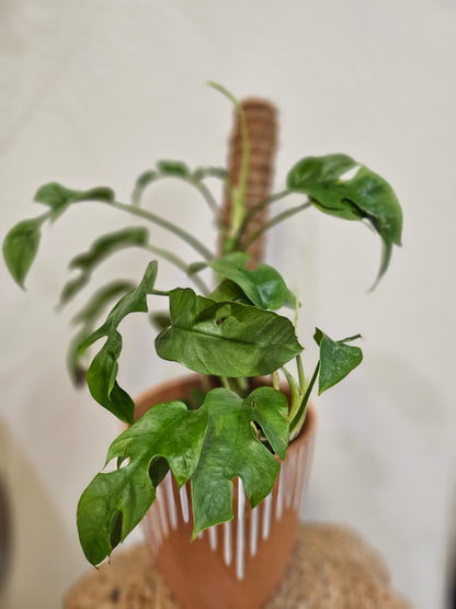 philodendron minima cutting Philodendron Minima / Mini Monstera (Rhaphidophora tetrasperma) Plant