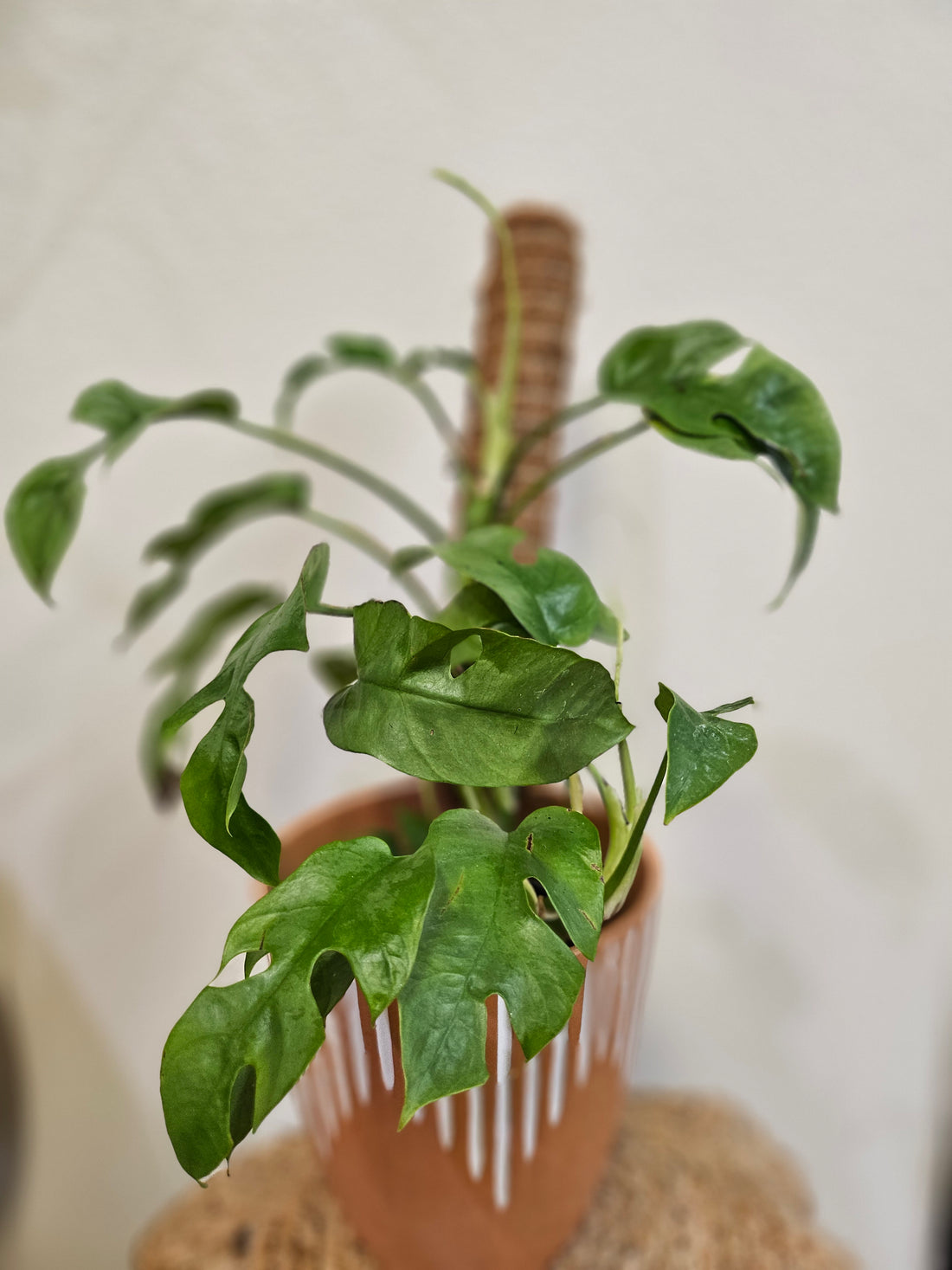 The Rhaphidophora tetrasperma (Mini Monstera, Monstera Ginny) is a fast-growing tropical climber with Monstera-like split leaves. Often mislabeled as Philodendron Minima, it thrives in bright, indirect light with high humidity. Highly sought after for its compact size and fenestrated foliage, it&