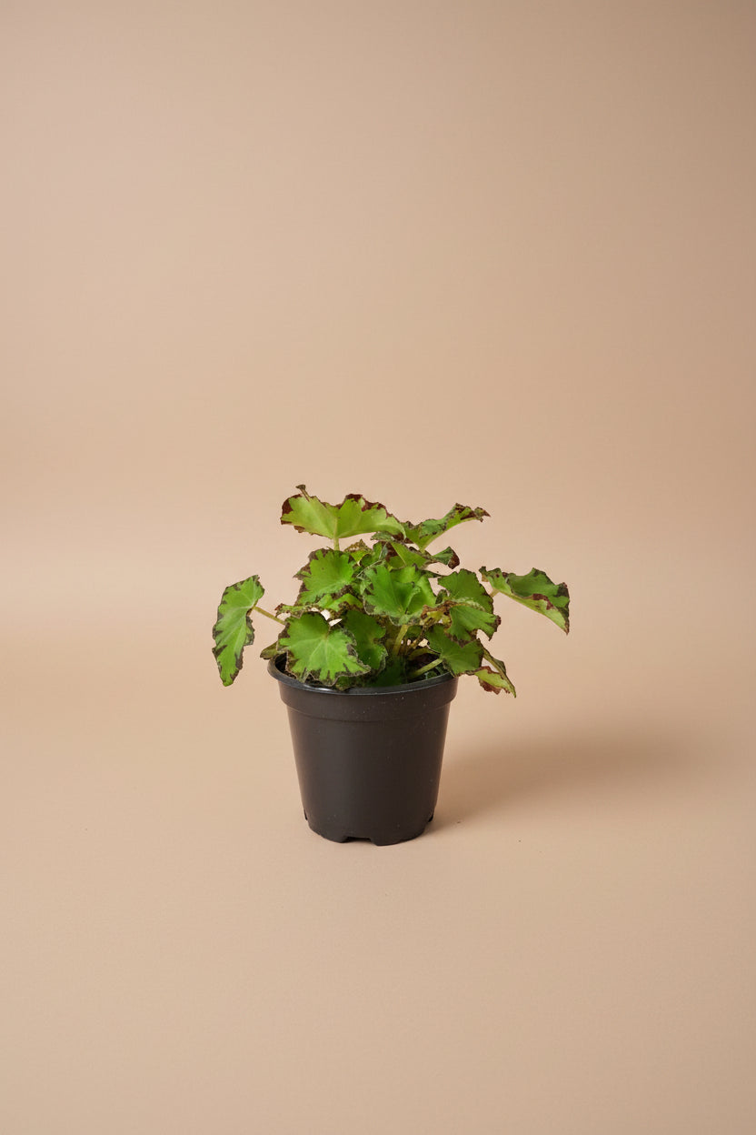 Begonia &