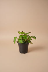 Begonia &