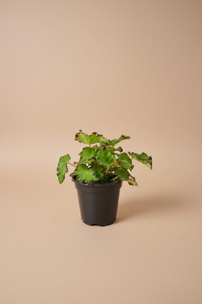 Begonia &