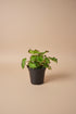 Begonia &