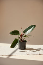 Rojo Congo thrives in bright, indirect light, needs minimal care, and loves humidity. Perfect for plant lovers! Style it as a focal point for a lush, modern aesthetic.