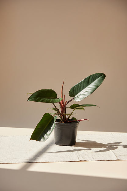 Rojo Congo thrives in bright, indirect light, needs minimal care, and loves humidity. Perfect for plant lovers! Style it as a focal point for a lush, modern aesthetic.