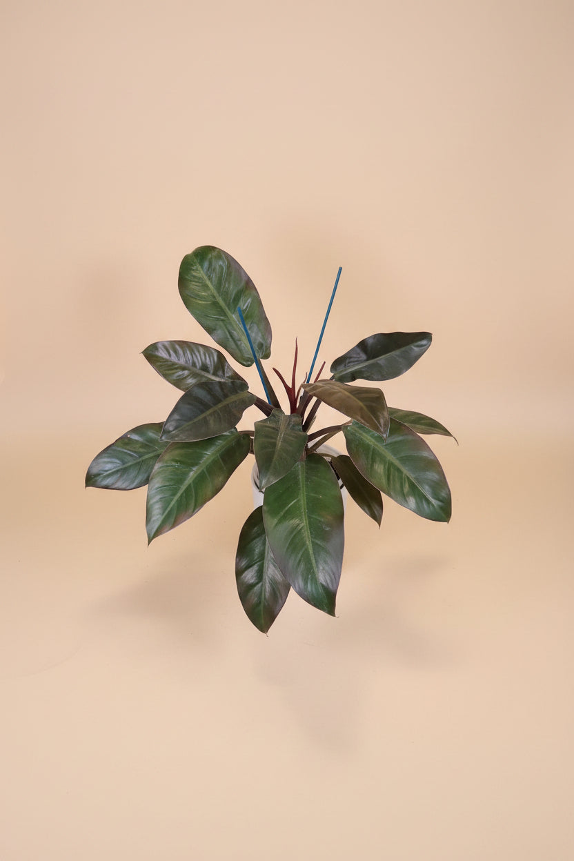 Rojo Congo thrives in bright, indirect light, needs minimal care, and loves humidity. Perfect for plant lovers! Style it as a focal point for a lush, modern aesthetic.