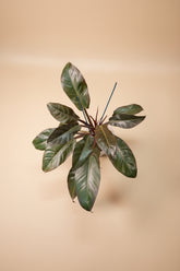 Rojo Congo thrives in bright, indirect light, needs minimal care, and loves humidity. Perfect for plant lovers! Style it as a focal point for a lush, modern aesthetic.