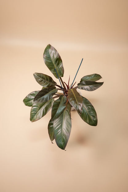 Rojo Congo thrives in bright, indirect light, needs minimal care, and loves humidity. Perfect for plant lovers! Style it as a focal point for a lush, modern aesthetic.