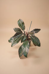 Rojo Congo thrives in bright, indirect light, needs minimal care, and loves humidity. Perfect for plant lovers! Style it as a focal point for a lush, modern aesthetic.