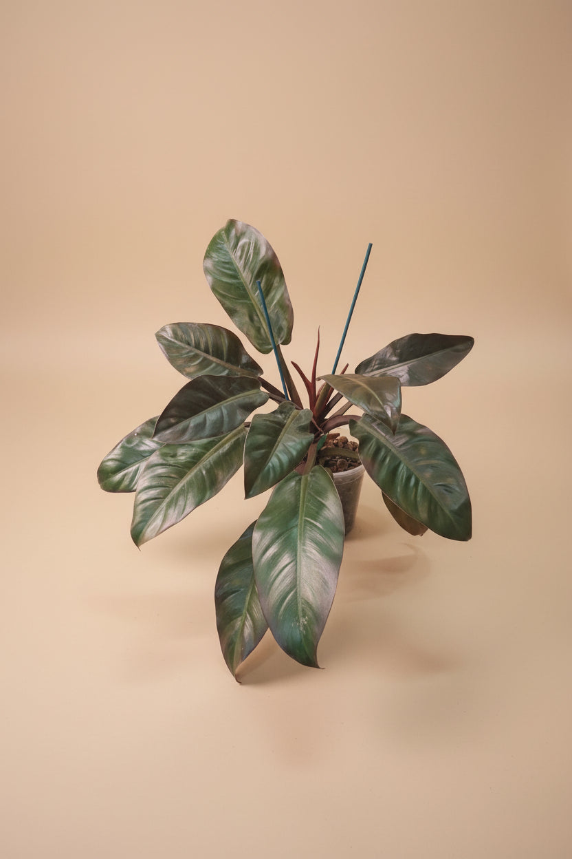 Rojo Congo thrives in bright, indirect light, needs minimal care, and loves humidity. Perfect for plant lovers! Style it as a focal point for a lush, modern aesthetic.