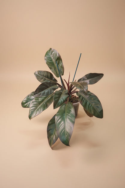 Rojo Congo thrives in bright, indirect light, needs minimal care, and loves humidity. Perfect for plant lovers! Style it as a focal point for a lush, modern aesthetic.