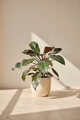 Rojo Congo thrives in bright, indirect light, needs minimal care, and loves humidity. Perfect for plant lovers! Style it as a focal point for a lush, modern aesthetic.