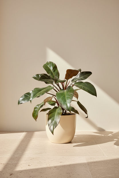 Rojo Congo thrives in bright, indirect light, needs minimal care, and loves humidity. Perfect for plant lovers! Style it as a focal point for a lush, modern aesthetic.