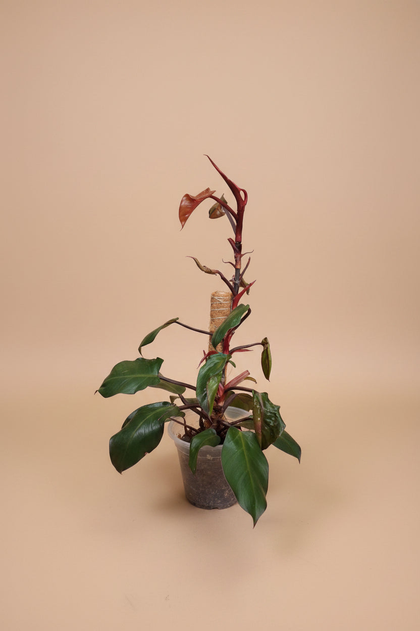 Rojo Congo thrives in bright, indirect light, needs minimal care, and loves humidity. Perfect for plant lovers! Style it as a focal point for a lush, modern aesthetic.