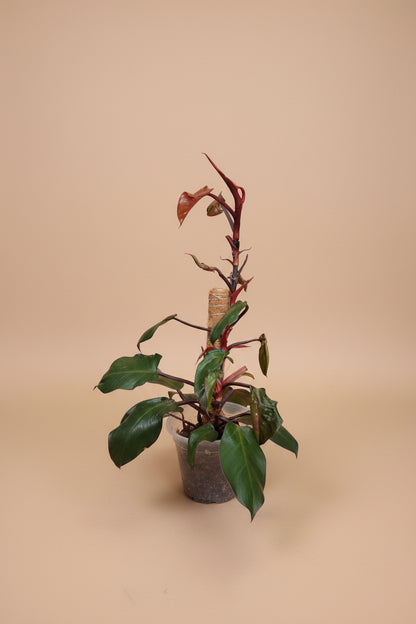 Rojo Congo thrives in bright, indirect light, needs minimal care, and loves humidity. Perfect for plant lovers! Style it as a focal point for a lush, modern aesthetic.