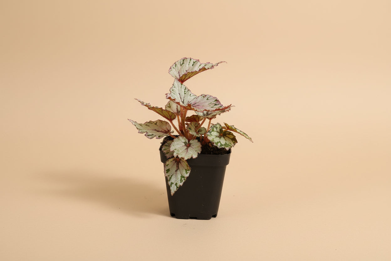 Rex Begonia Collection featuring bold, colorful foliage with metallic patterns. A curated mix of artistic, compact begonias perfect for indoor plant lovers.