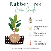 The Ficus Elastica (Rubber Tree) is a low-maintenance houseplant with striking glossy leaves, available in a variety of colors like deep green and variegated varieties. Thriving in bright, indirect light, it&