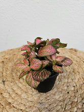 The Nerve Plant (Fittonia albivenis) varieties, features striking veined foliage perfect for terrariums or small spaces. It thrives in bright, indirect light, high humidity, and moist soil. Ideal for those seeking a medium-care plant, it adds vibrant texture and tropical charm to any room.