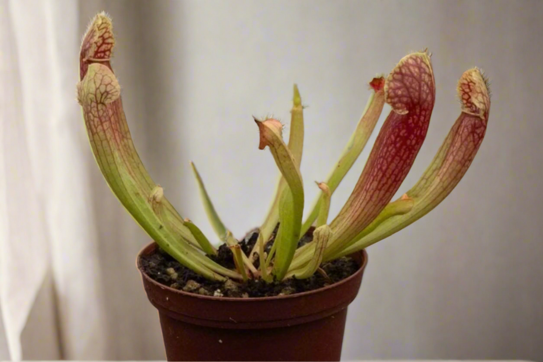 Carnivorous Sarracenia ‘Barbra Green’ is a compact carnivorous pitcher plant with dark red spring blooms. Thrives in full sun and damp soil—perfect for bog gardens.