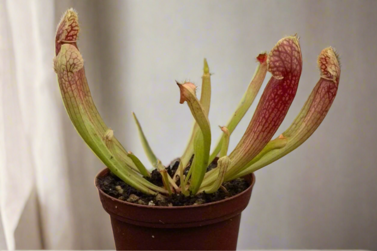Carnivorous Sarracenia ‘Barbra Green’ is a compact carnivorous pitcher plant with dark red spring blooms. Thrives in full sun and damp soil—perfect for bog gardens.