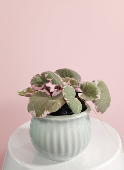 Saxifraga stolonifera &quot;Strawberry Begonia&quot; features velvety green leaves with silver veins, purple undersides, and cascading runners resembling strawberry plants.