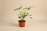 Schefflera ‘Trinette’ is a variegated dwarf umbrella tree with creamy green leaves. Easy-care indoor plant perfect for bright rooms and home décor.