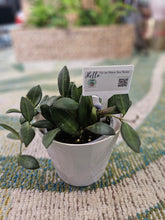 The Assorted Hoyas Collection features unique, easy-care houseplants with striking foliage and star-shaped blooms. Varieties like Freckled Splash, Hoya Gracilis, and Teacup Anemone offer diverse leaf shapes and colors. These low-maintenance plants thrive in bright, indirect light, perfect for any indoor space.