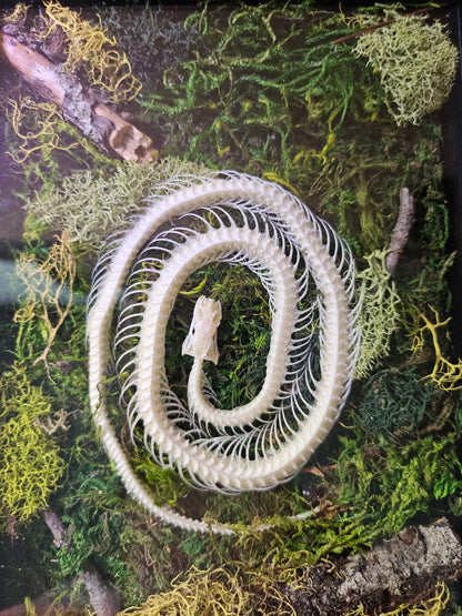 Serpent Spiral is a preserved moss art piece featuring a real spiral snake skeleton—symbolizing rebirth, nature’s cycles, and organic beauty in a 6&quot;x8&quot; frame.