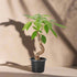 Serpent Trunk Money Tree (Pachira aquatica) symbolizing prosperity & good luck. Unique twisted trunk, pet safe, easy-care plant for home or office.