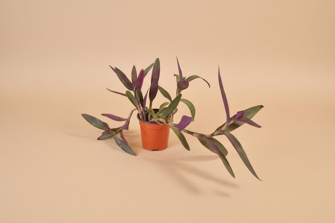 Setcreasea Purple Heart plant with vibrant purple trailing leaves. Easy care Tradescantia perfect for bright light, hanging planters, and bold indoor decor.