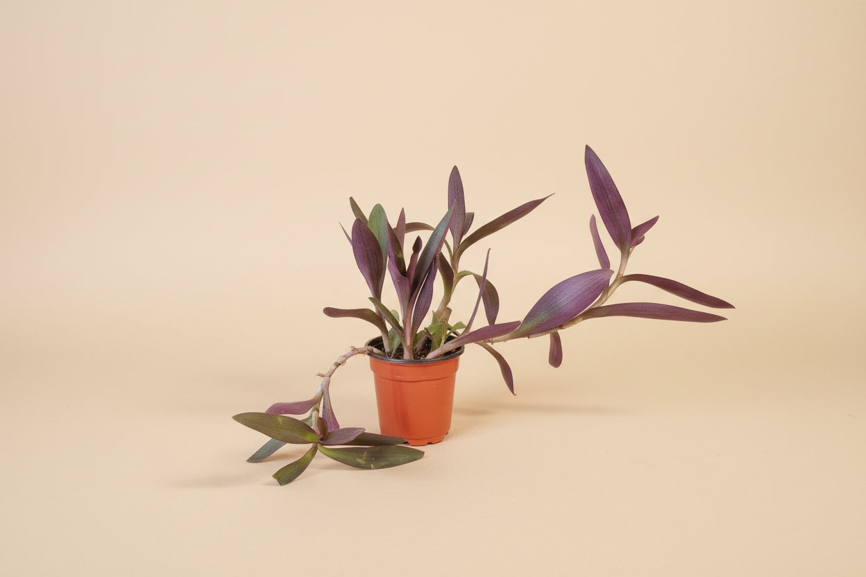 Setcreasea Purple Heart plant with vibrant purple trailing leaves. Easy care Tradescantia perfect for bright light, hanging planters, and bold indoor decor.
