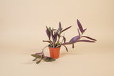 Setcreasea Purple Heart plant with vibrant purple trailing leaves. Easy care Tradescantia perfect for bright light, hanging planters, and bold indoor decor.