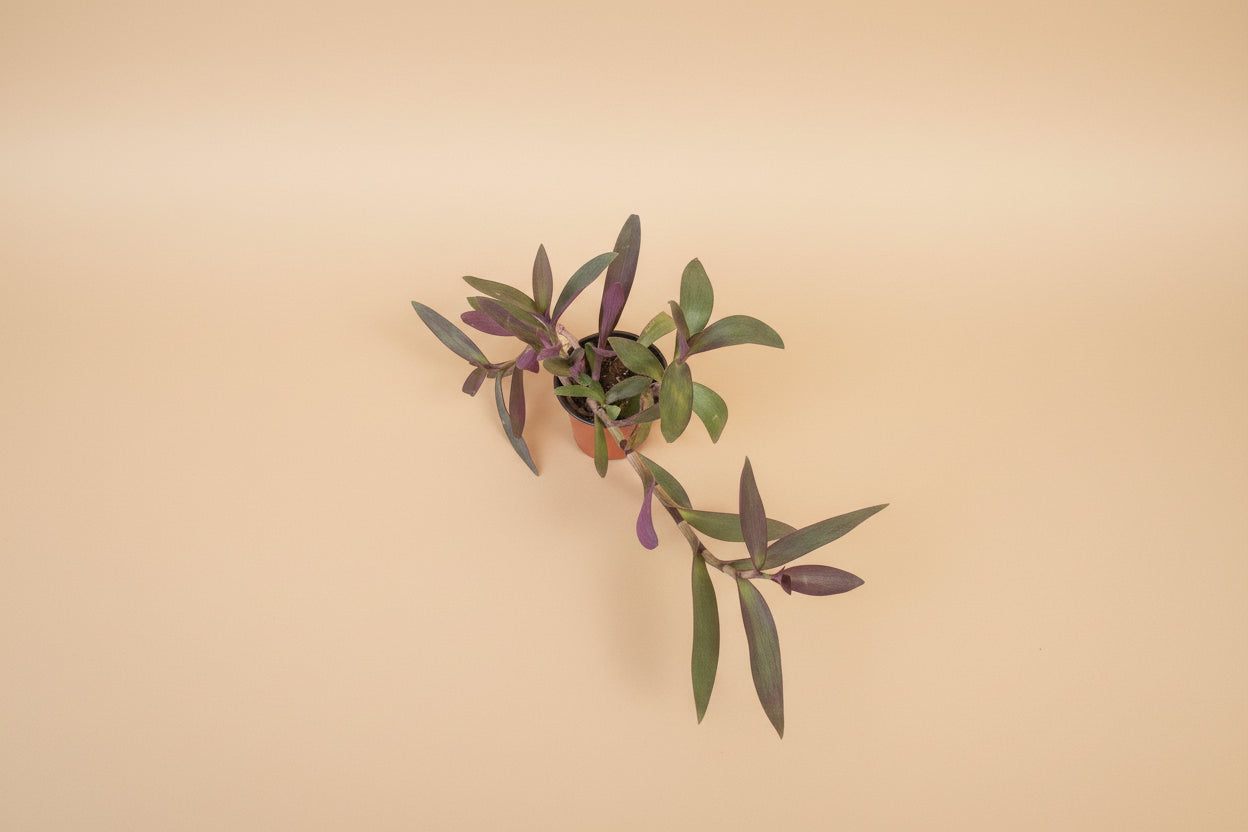 Setcreasea Purple Heart plant with vibrant purple trailing leaves. Easy care Tradescantia perfect for bright light, hanging planters, and bold indoor decor.