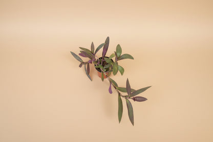 Setcreasea Purple Heart plant with vibrant purple trailing leaves. Easy care Tradescantia perfect for bright light, hanging planters, and bold indoor decor.