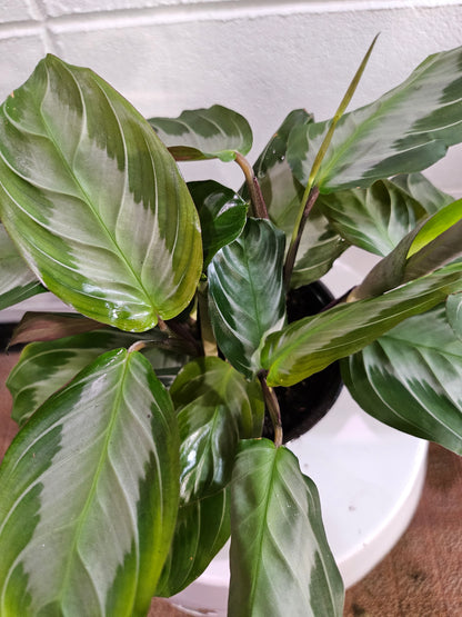 The Silver Band Prayer Plant features velvety green leaves with a shimmering silver stripe. It’s pet-safe, low-maintenance, and folds its leaves at night.