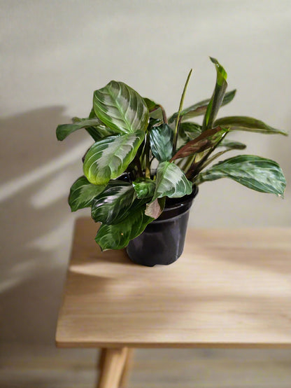 The Silver Band Prayer Plant features velvety green leaves with a shimmering silver stripe. It’s pet-safe, low-maintenance, and folds its leaves at night.