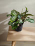 The Silver Band Prayer Plant features velvety green leaves with a shimmering silver stripe. It’s pet-safe, low-maintenance, and folds its leaves at night.