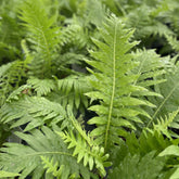 Silver Lady Tree Fern (Blechnum gibbum) 4" plant with vibrant, textured green fronds. Perfect for medium light and shady spaces.